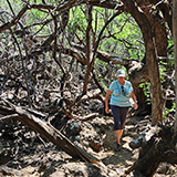 Hawaje; Waikōloa Petroglyph Reserve (Big Island)